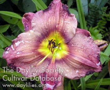 Nature's Black Pearl AHS image
