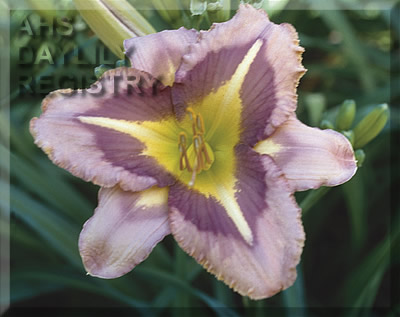 A Bodacious Pattern