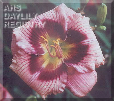 Lois Kimberly AHS image