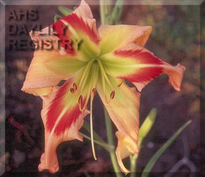 Square Dancer's Curtsy AHS image