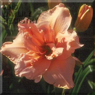 Luminous Bouquet AHS image
