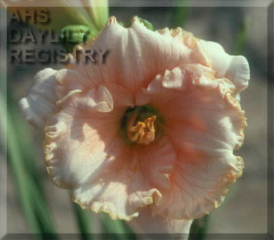Many Melon Moons AHS image