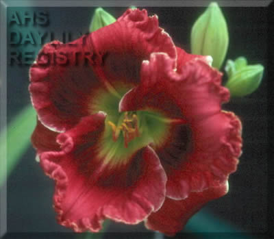 Marilyn Apps AHS image