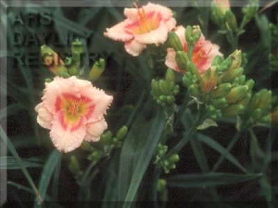 Petite Prize AHS image