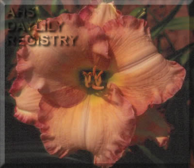Picotee Passion AHS image