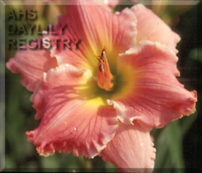 Bridgeton Finery AHS image