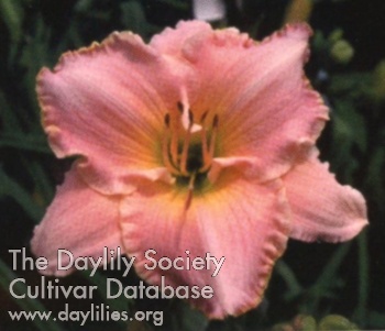 Julianna's Jewel AHS image