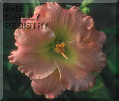 Royal Curtsy AHS image