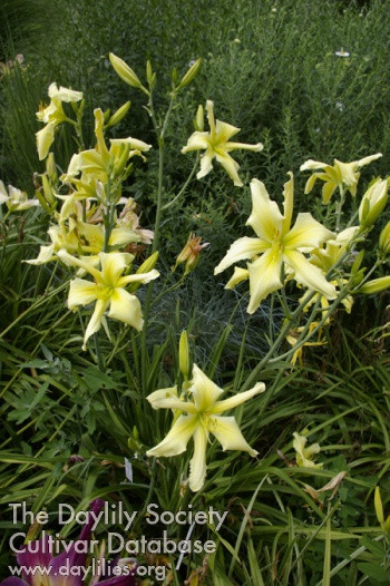 Star of Galadriel AHS image