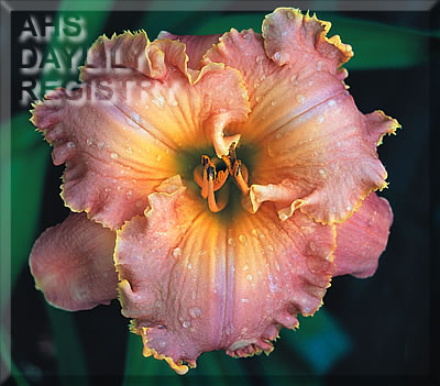 Bittersweet Symphony AHS image
