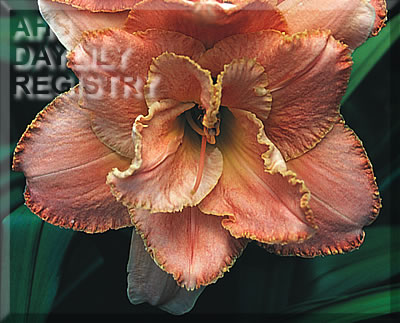 Outer Fringes AHS image