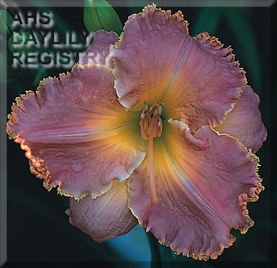 Winward Isles AHS image