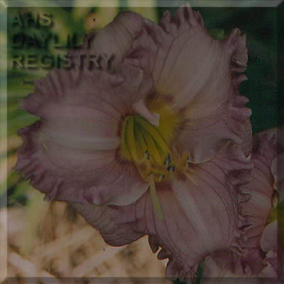 Delphie's Pink Bonnet AHS image