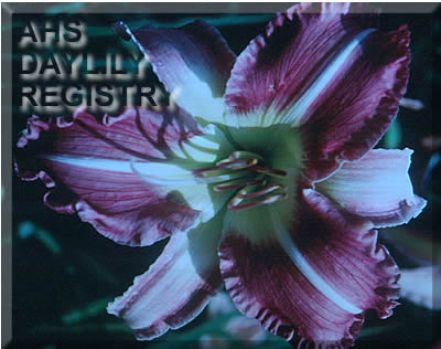 Lavender Dixie Road AHS image