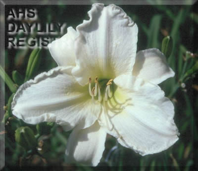 Star White AHS image