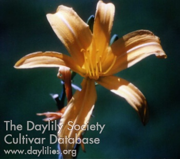 Dwayne's Gold Ribbon AHS image
