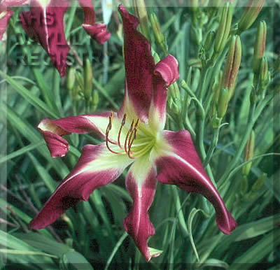 Mama Cuna AHS image