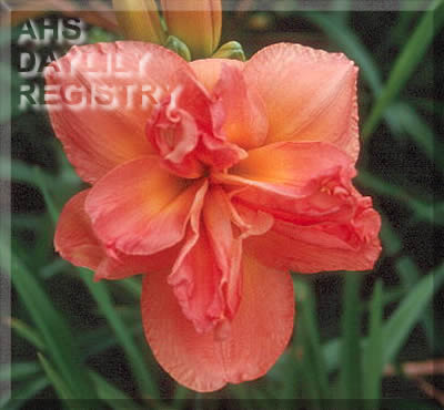 Suburban Tutu AHS image