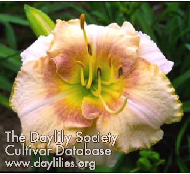Greywoods Dotcalm AHS image