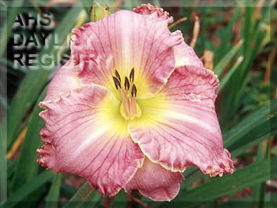 Texas Terry AHS image