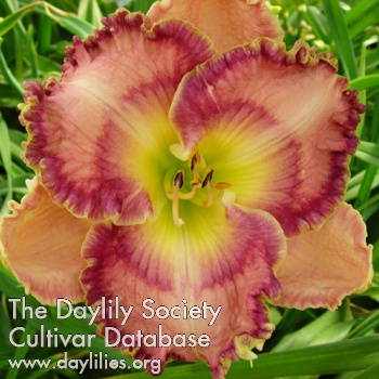 Timeless Delight AHS image