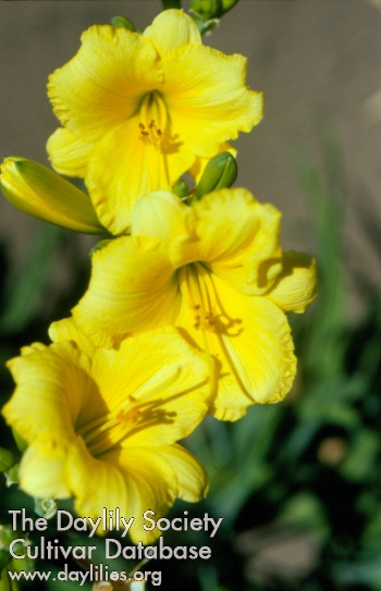 Little Yellow Canary AHS image