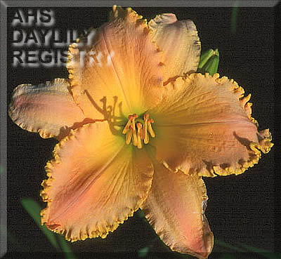 Ruffled Rainbow Gem AHS image