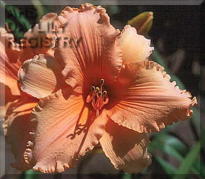 Ultimate Apricot Ruffles AHS image