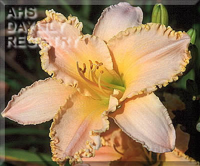 Pretty Little Smile AHS image