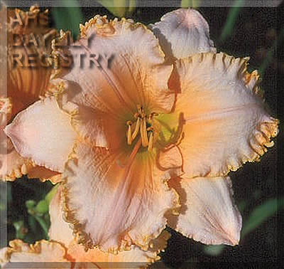 Soft Peach Cascades AHS image