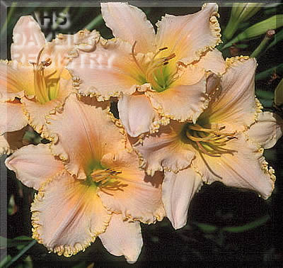 Serene Sensation AHS image