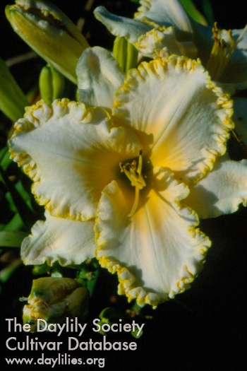 Vitamins AHS image