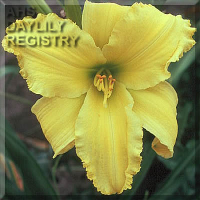 Hello Dreamy Yellow AHS image