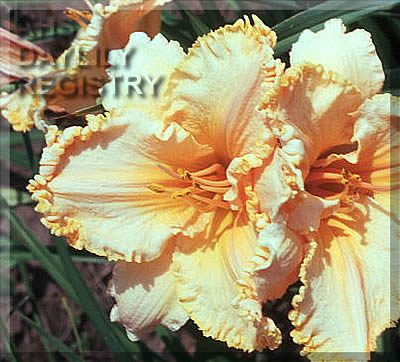 Butterfly Ballerina AHS image