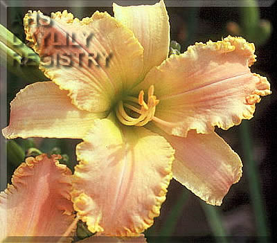 Harvest Moth AHS image