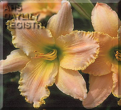 Good Morning Beautiful Day AHS image