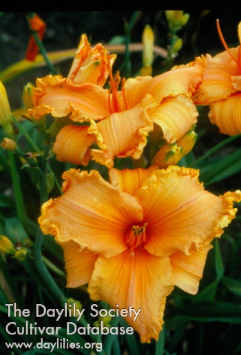Apricot Diamond AHS image