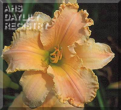 Honeydew Fringes AHS image