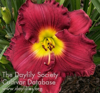 Divine Impulse AHS image