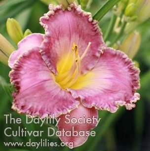 Labyrinth of Solitude AHS image