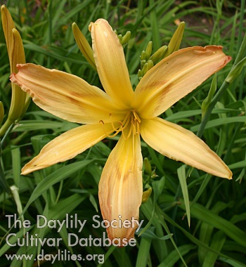 Star Catcher AHS image