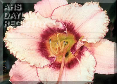 Bee's Johanna AHS image