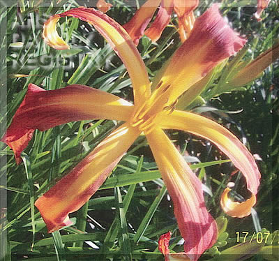 Miss Muffet's Nemesis AHS image