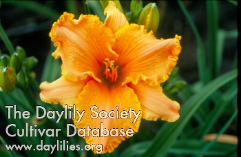 Dynamic Apricot Ruffles AHS image