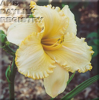 Lemon Snow AHS image