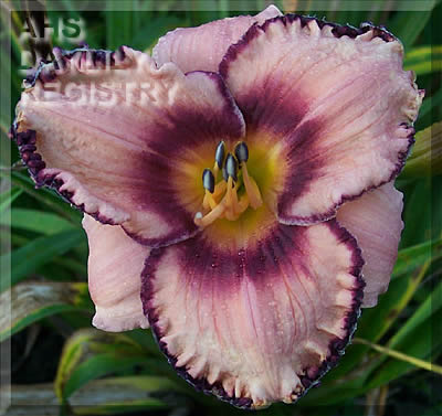 Fantasia Debutante AHS image