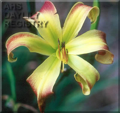 Miracles Do Happen AHS image