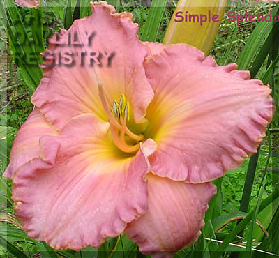 Simple Splendor AHS image