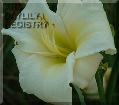 Bill Barker Delight AHS image