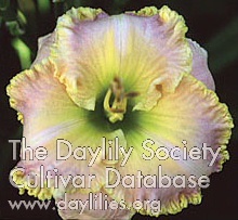 Orchid Blush AHS image